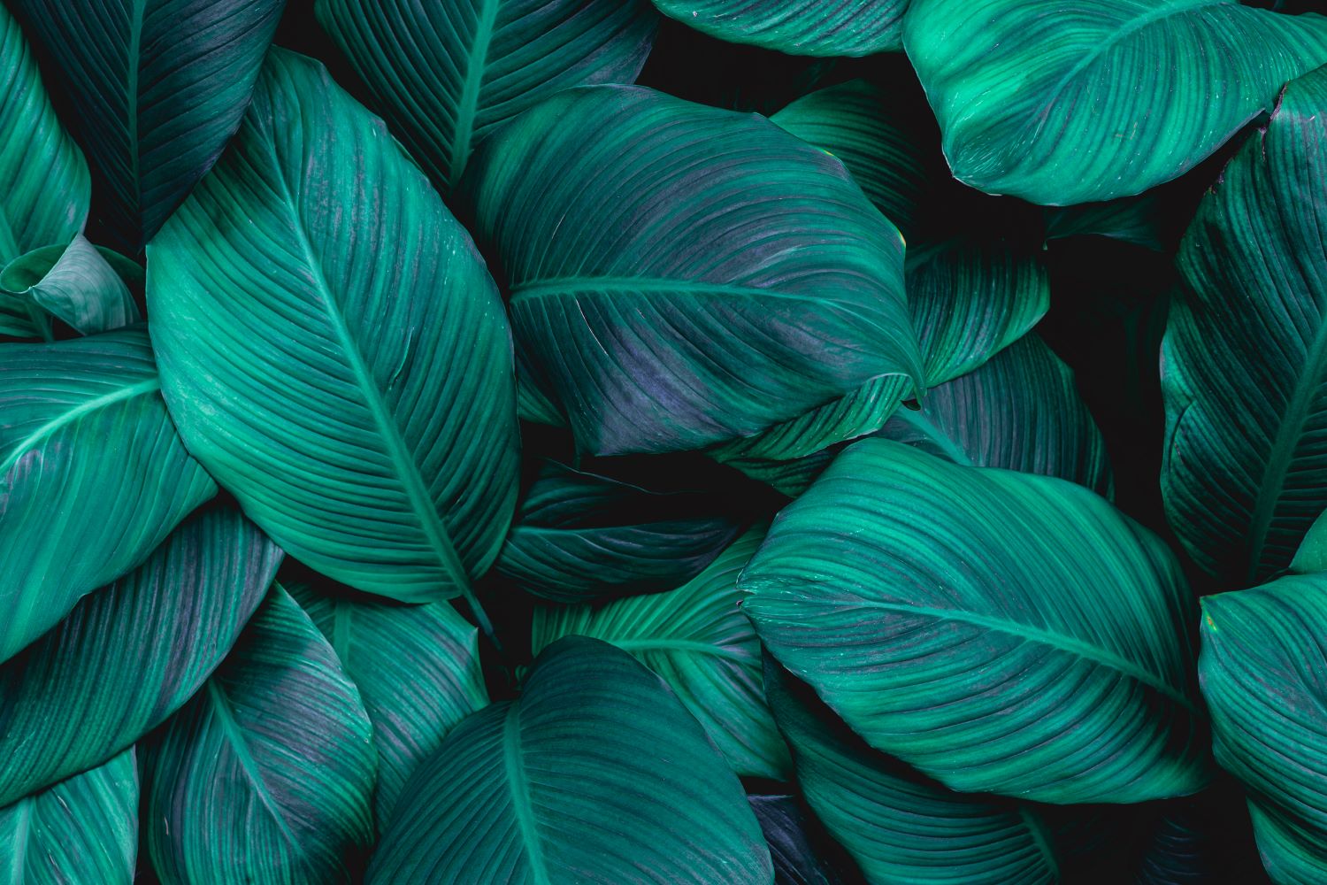 Imagen abstracta de hojas verdes